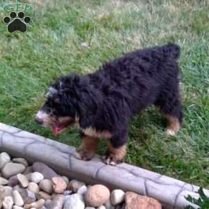 Jade, Bernedoodle Puppy