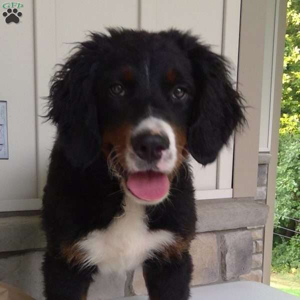 Jaimie, Bernedoodle Puppy