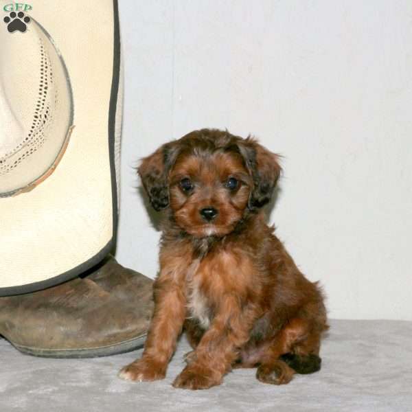 Willie, Cavapoo Puppy