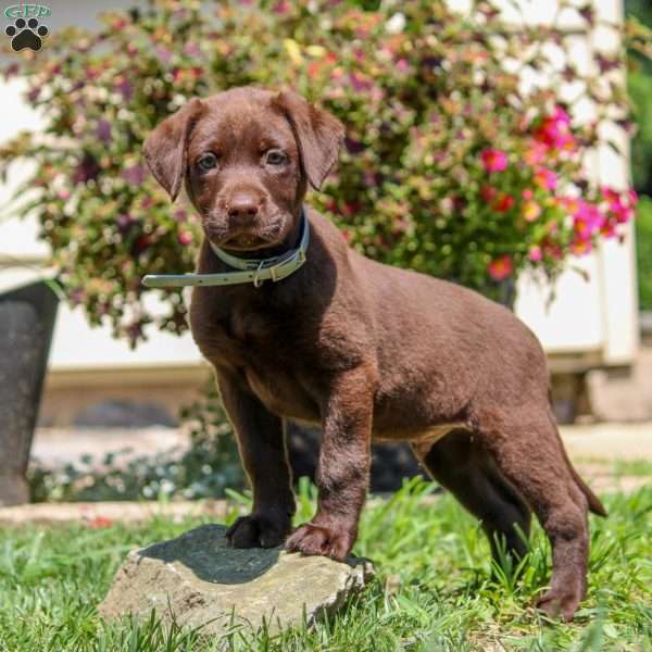 Wade, Chocolate Labrador Retriever Puppy