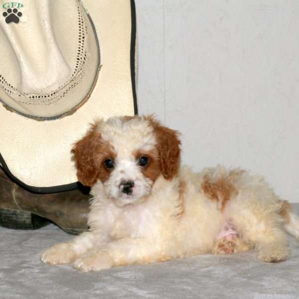 Waldo, Cavapoo Puppy