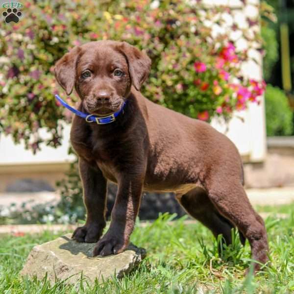 Walker, Chocolate Labrador Retriever Puppy