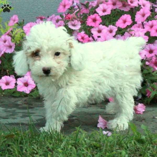 Wally, Toy Poodle Puppy