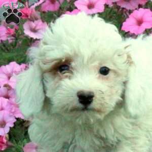 Wally, Toy Poodle Puppy