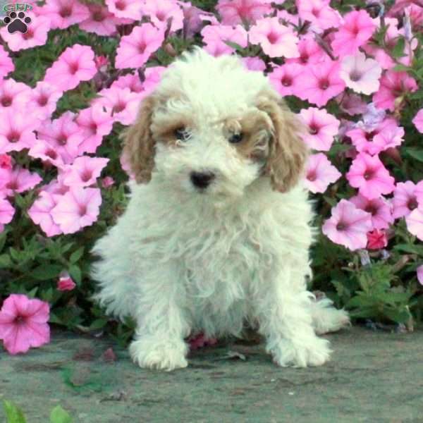 Wanda, Toy Poodle Puppy