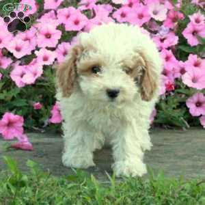 Wanda, Toy Poodle Puppy