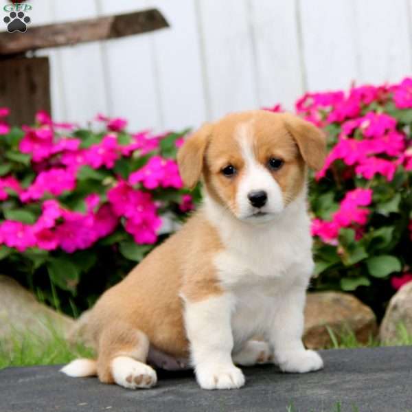 Wanda, Pembroke Welsh Corgi Puppy