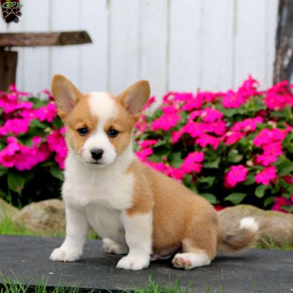 Watson, Pembroke Welsh Corgi Puppy