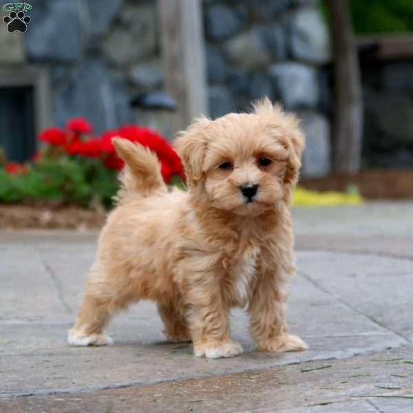 Watson, Maltipoo Puppy