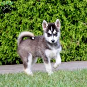 Watson, Pomsky Puppy