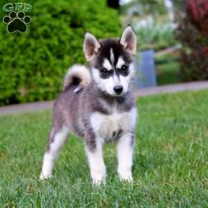 Watson, Pomsky Puppy