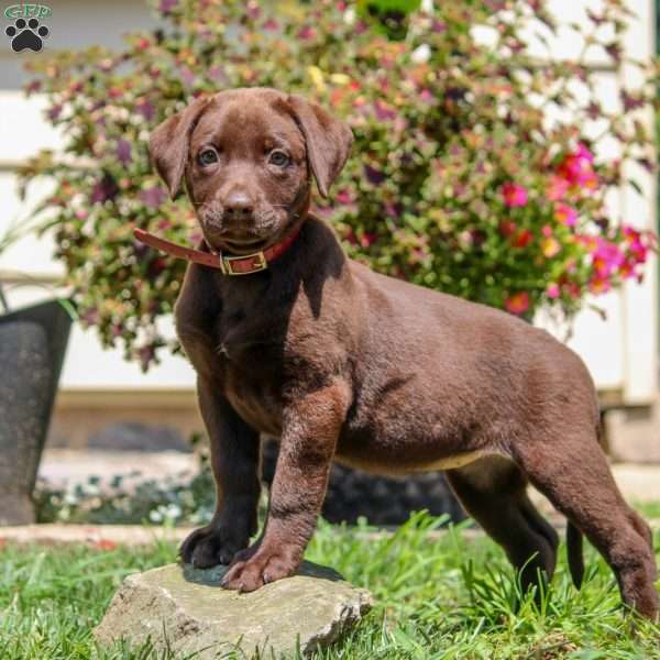 Wendy, Chocolate Labrador Retriever Puppy