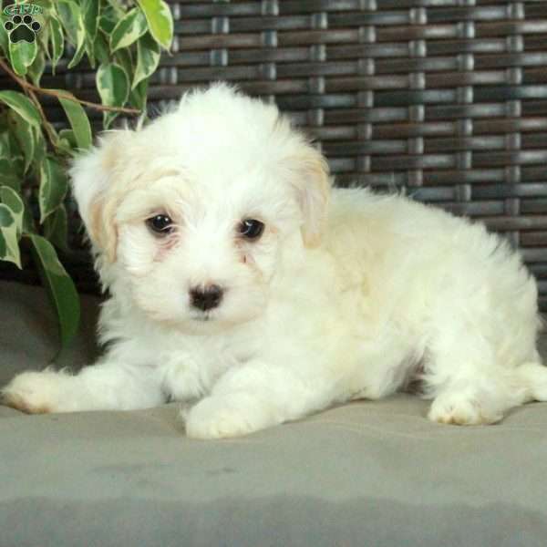 Wendy, Havanese Puppy