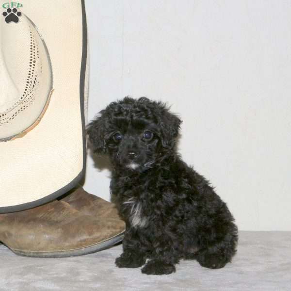 Wendy, Cavapoo Puppy