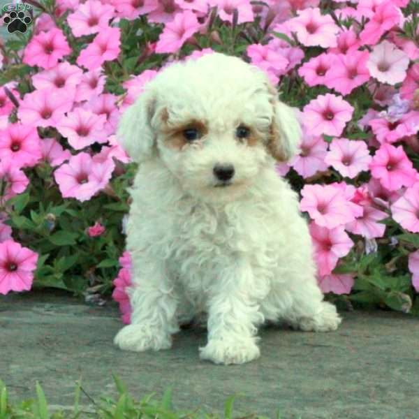 Wendy, Toy Poodle Puppy