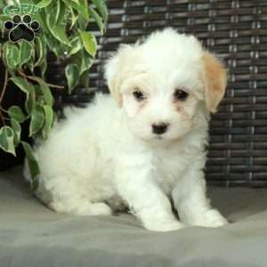 Wendy, Havanese Puppy