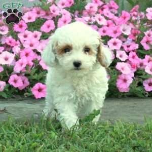 Wendy, Toy Poodle Puppy