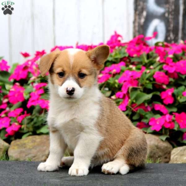 Wendy, Pembroke Welsh Corgi Puppy