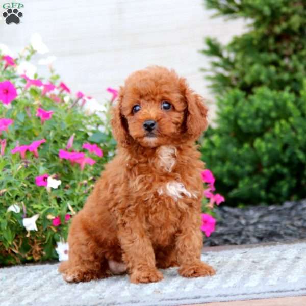 Wendy, Miniature Poodle Puppy