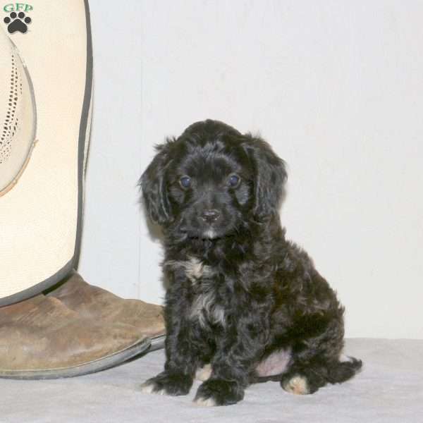 Wesley, Cavapoo Puppy