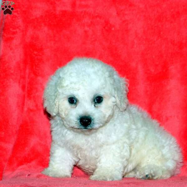 Wesley, Bichon Frise Puppy