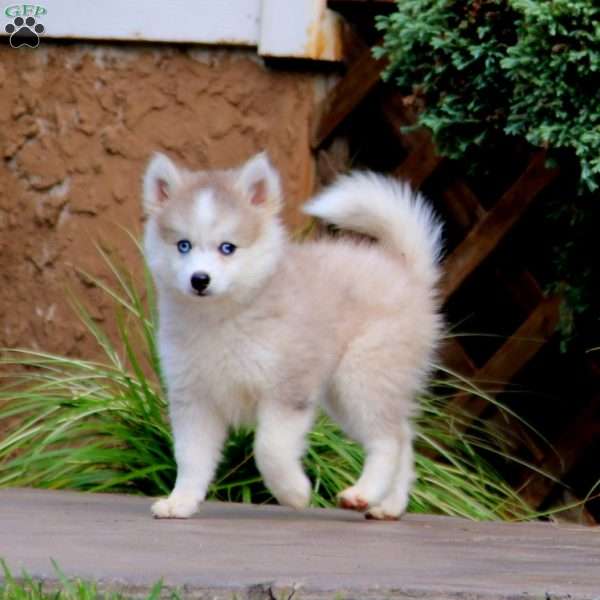 Wesley, Pomsky Puppy