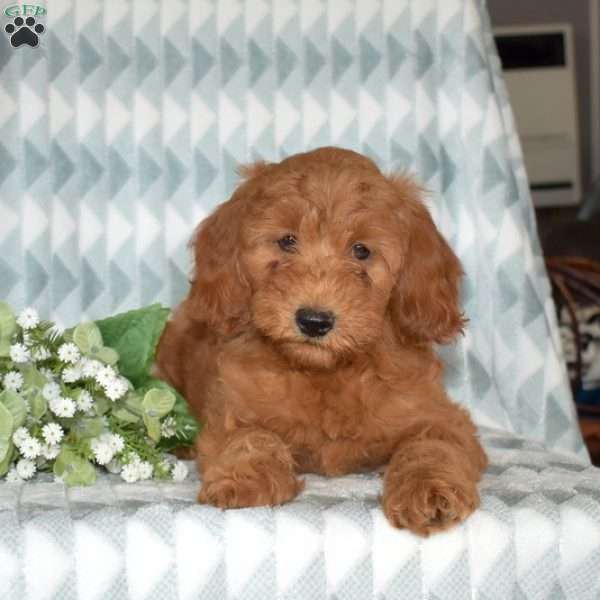 Whiskey, Mini Goldendoodle Puppy