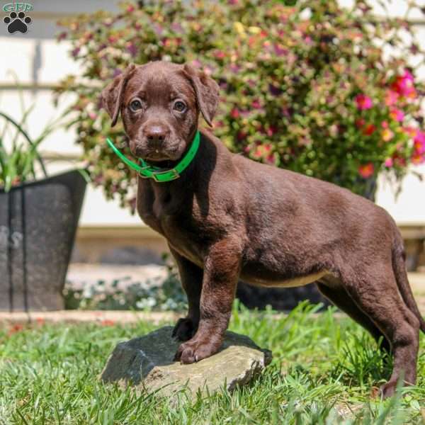 Whitney, Chocolate Labrador Retriever Puppy