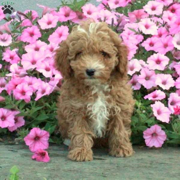 Wilbur, Toy Poodle Puppy