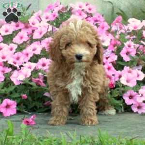 Wilbur, Toy Poodle Puppy