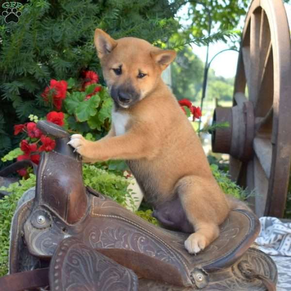 Wilder, Shiba Inu Puppy