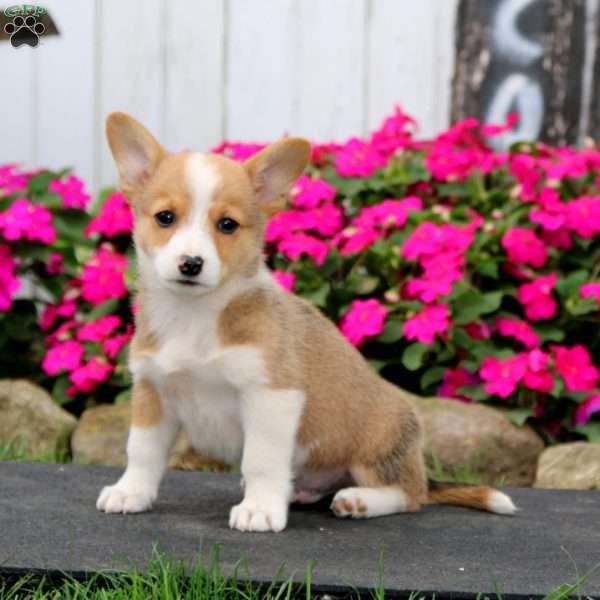 Will, Pembroke Welsh Corgi Puppy