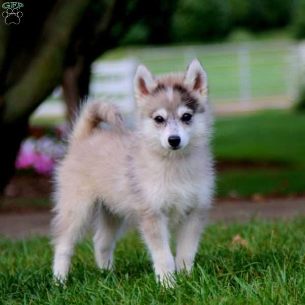 Will, Pomsky Puppy