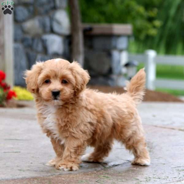 Will, Maltipoo Puppy