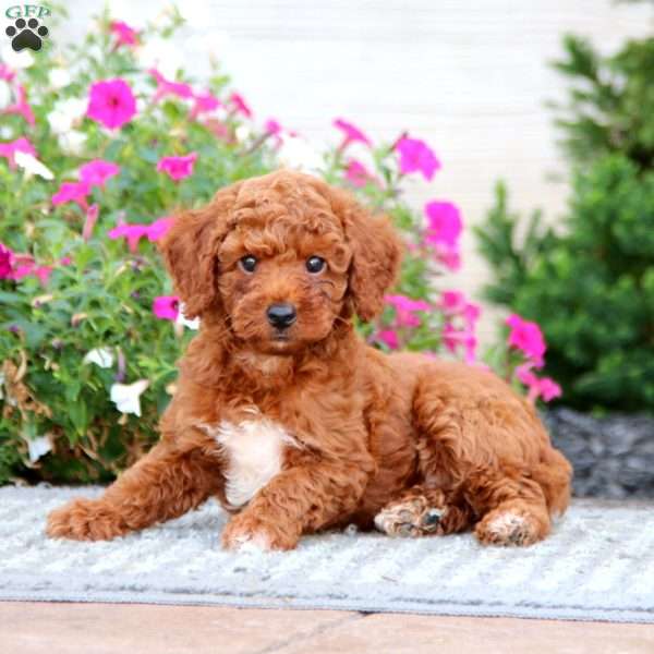 Will, Miniature Poodle Puppy