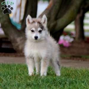 Will, Pomsky Puppy