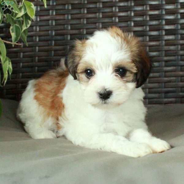 Willa, Havanese Puppy