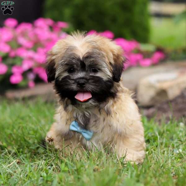 Rambo, Lhasa Apso Puppy