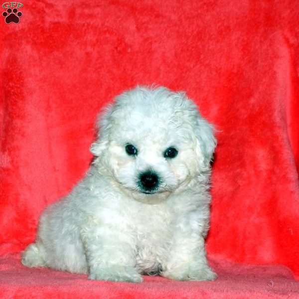 Willie, Bichon Frise Puppy