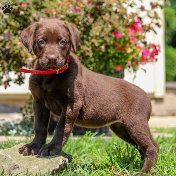 Willow, Chocolate Labrador Retriever Puppy