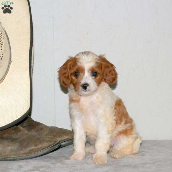 Willow, Cavapoo Puppy