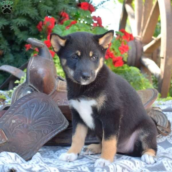 Willow, Shiba Inu Puppy