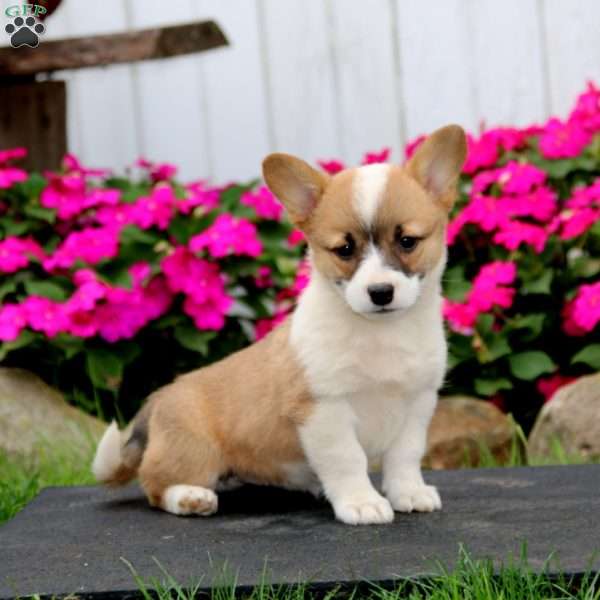 Willow, Pembroke Welsh Corgi Puppy