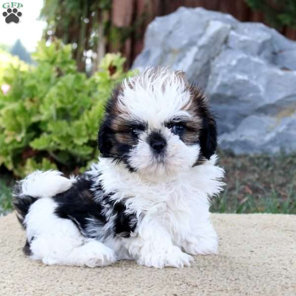 Willow, Shih Tzu Puppy