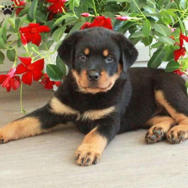 Winnie, Rottweiler Puppy