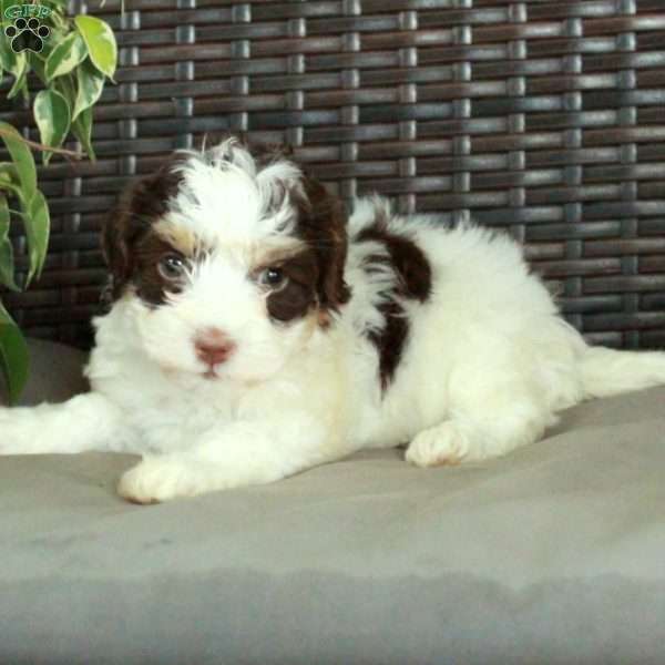 Winnie, Havanese Puppy