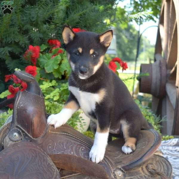 Winnie, Shiba Inu Puppy