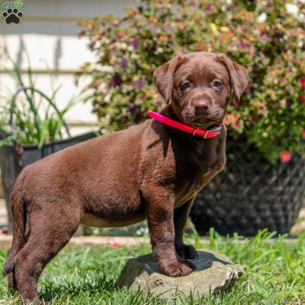 Winnie, Chocolate Labrador Retriever Puppy