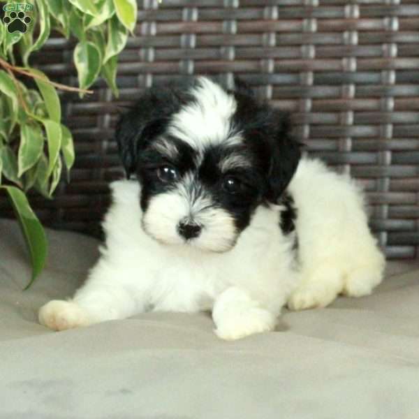 Winona, Havanese Puppy