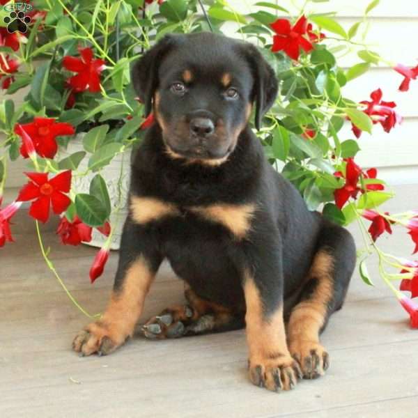 Winona, Rottweiler Puppy